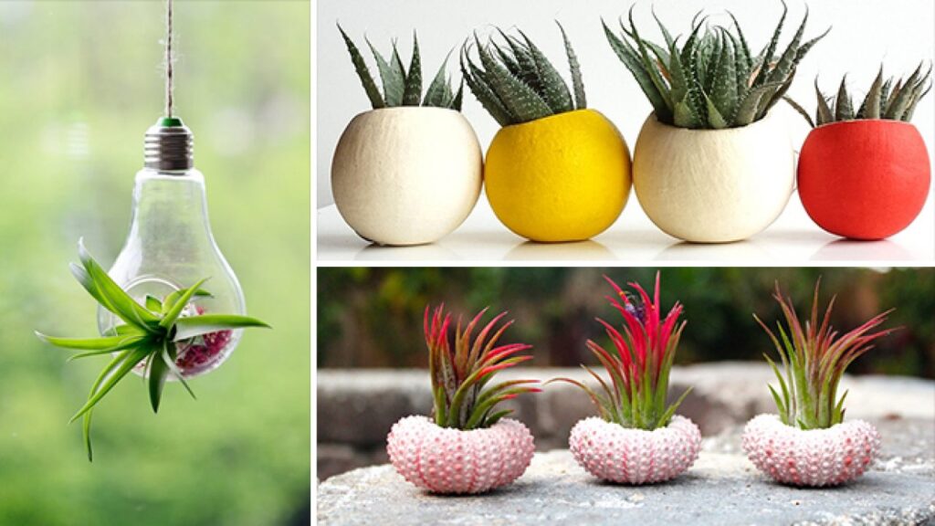 Creative Ways to Display Air Plants