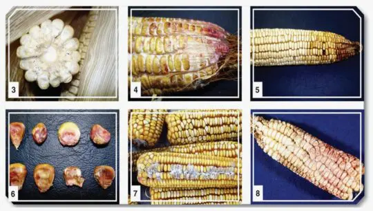 Dieases of Maize 