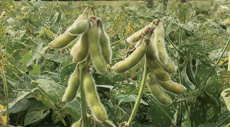 Health Benefits of Soybeans