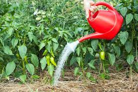 green chili watering