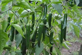 green chili peppers