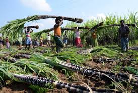 Sugarcane harvesting