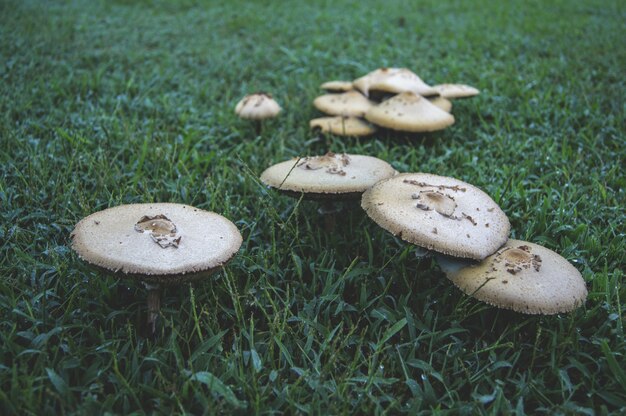 Mashroom in Lawn