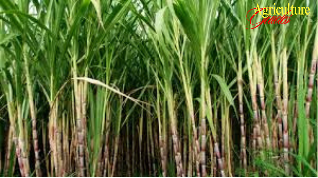 sugarcane plants