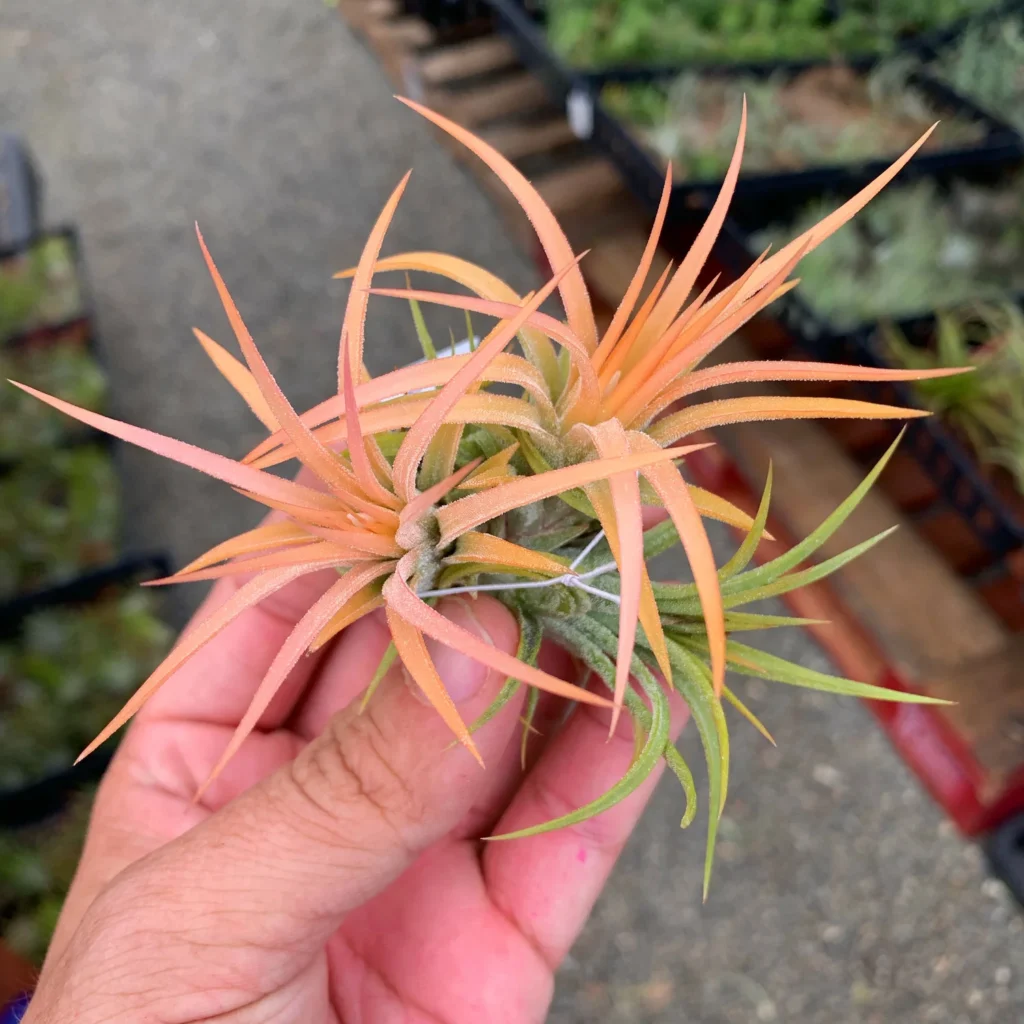 tillandsia-ionantha-peach